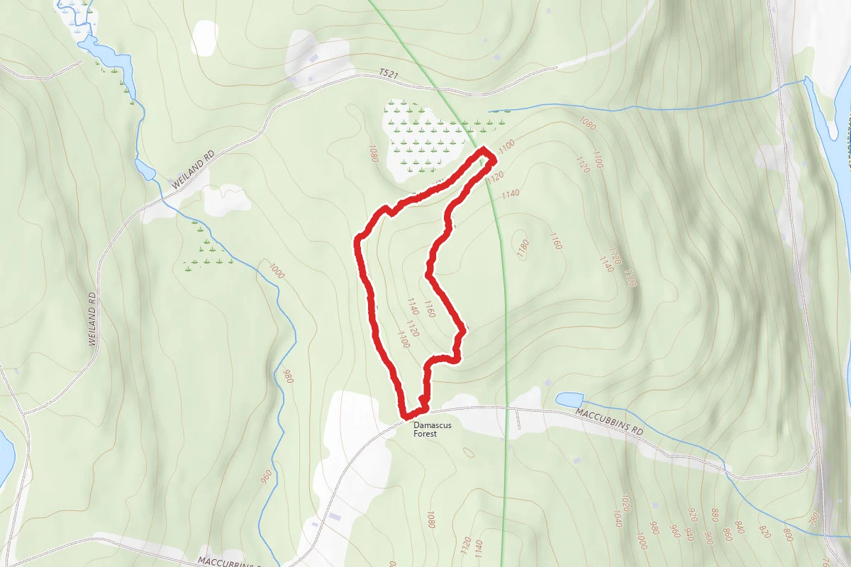 Damascus Forest Loop