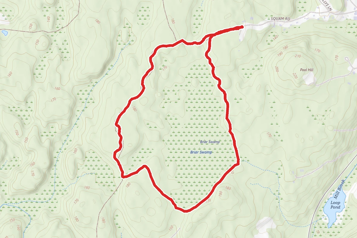 Briar Swamp Loop via Luce Trail