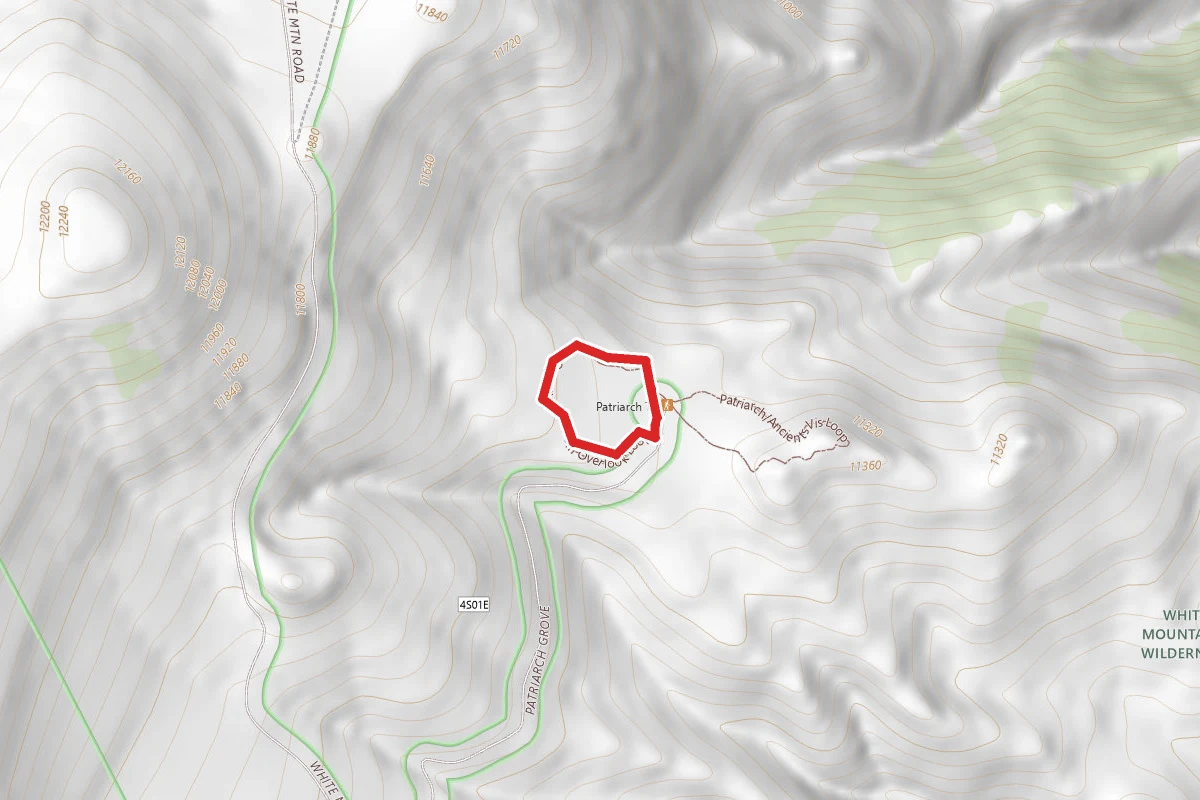 Patriarch Grove Trail