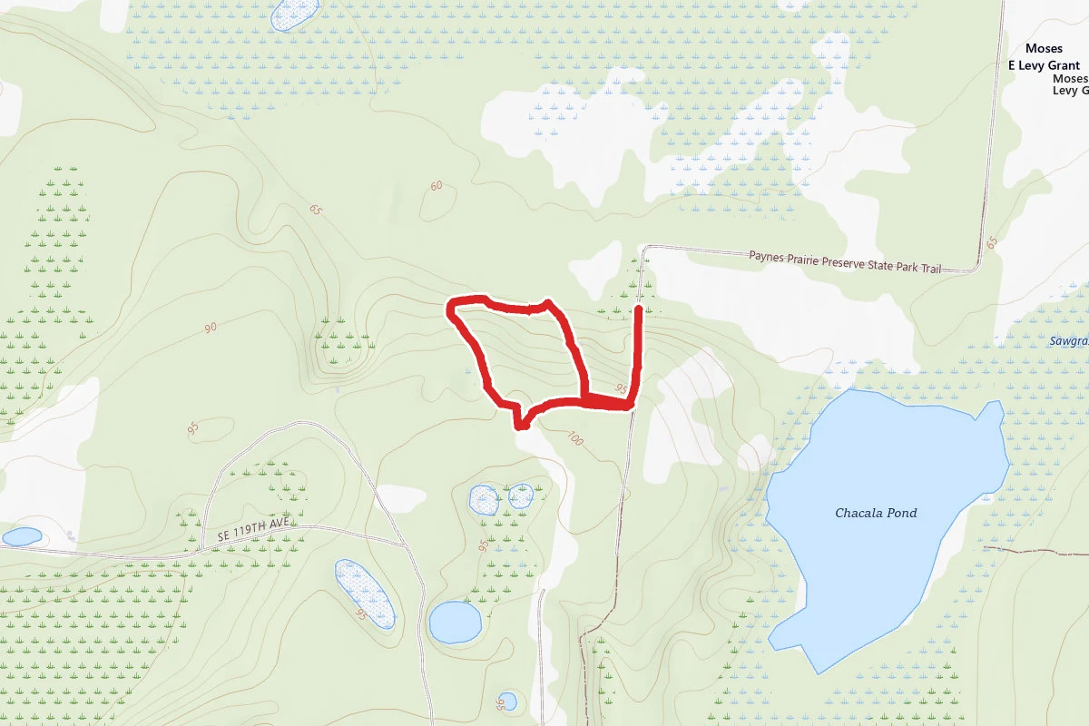 Payne's Prairie Observation Tower Hike