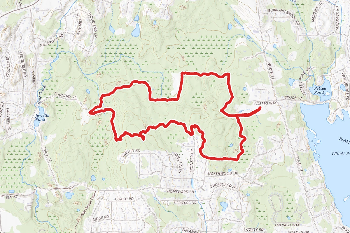 Patten Forest Loop