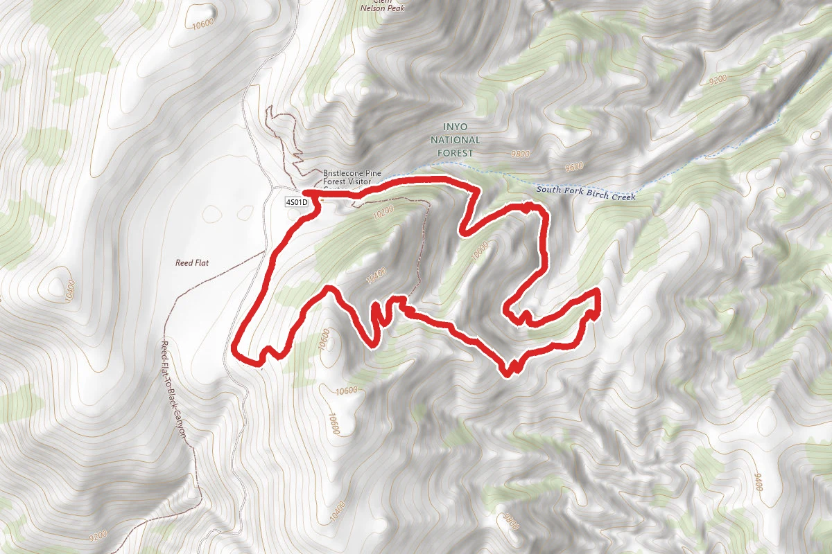 Cabin Trail to Methuselah
