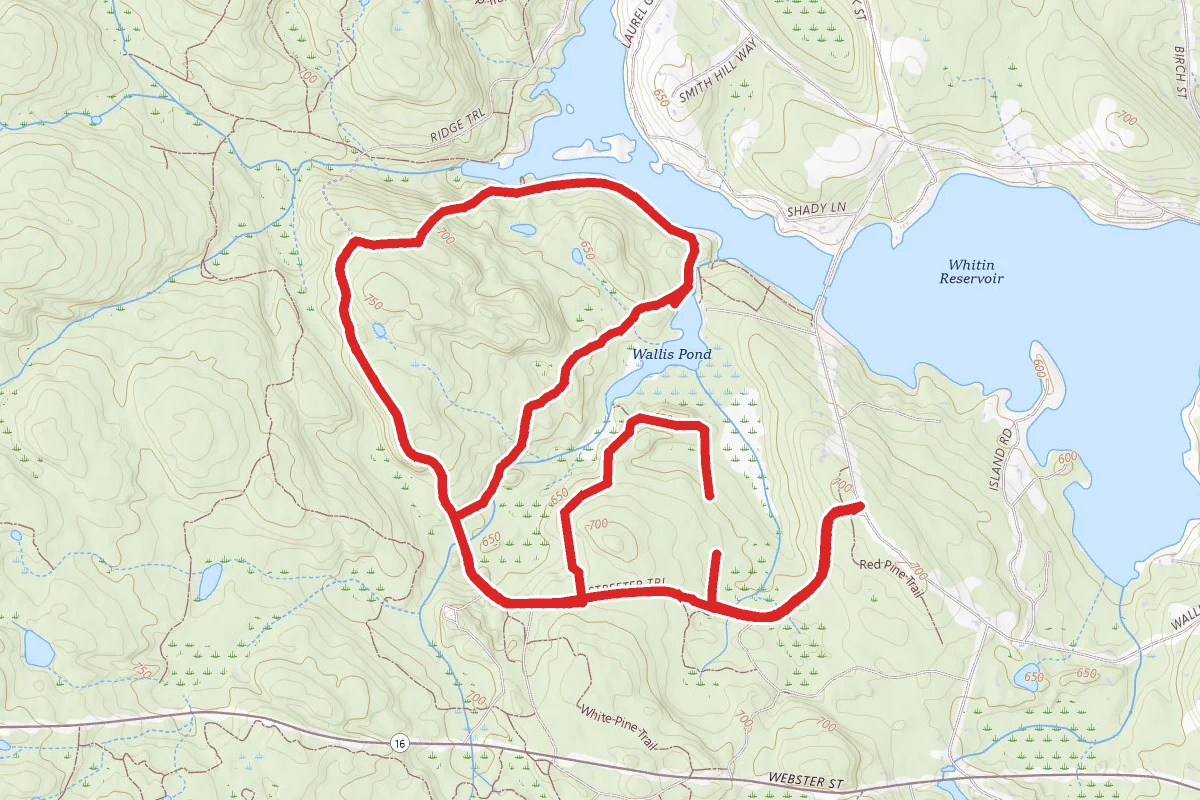 Douglas Forest Wallis Pond Loop Trail