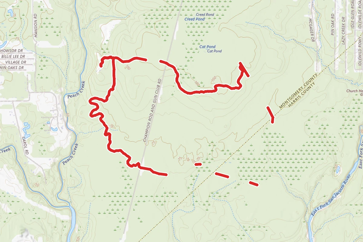 Yaupon, Logger's, and Forest Trail Loop