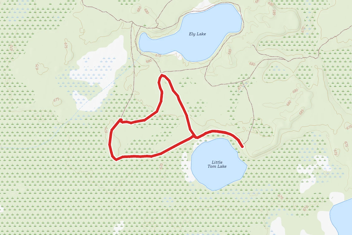 Fallen Forest Trail
