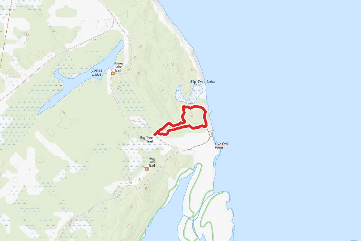 Big Tree Trail