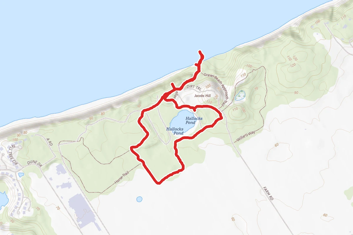 Maritime Forest Trail and Hallock Pond Loop