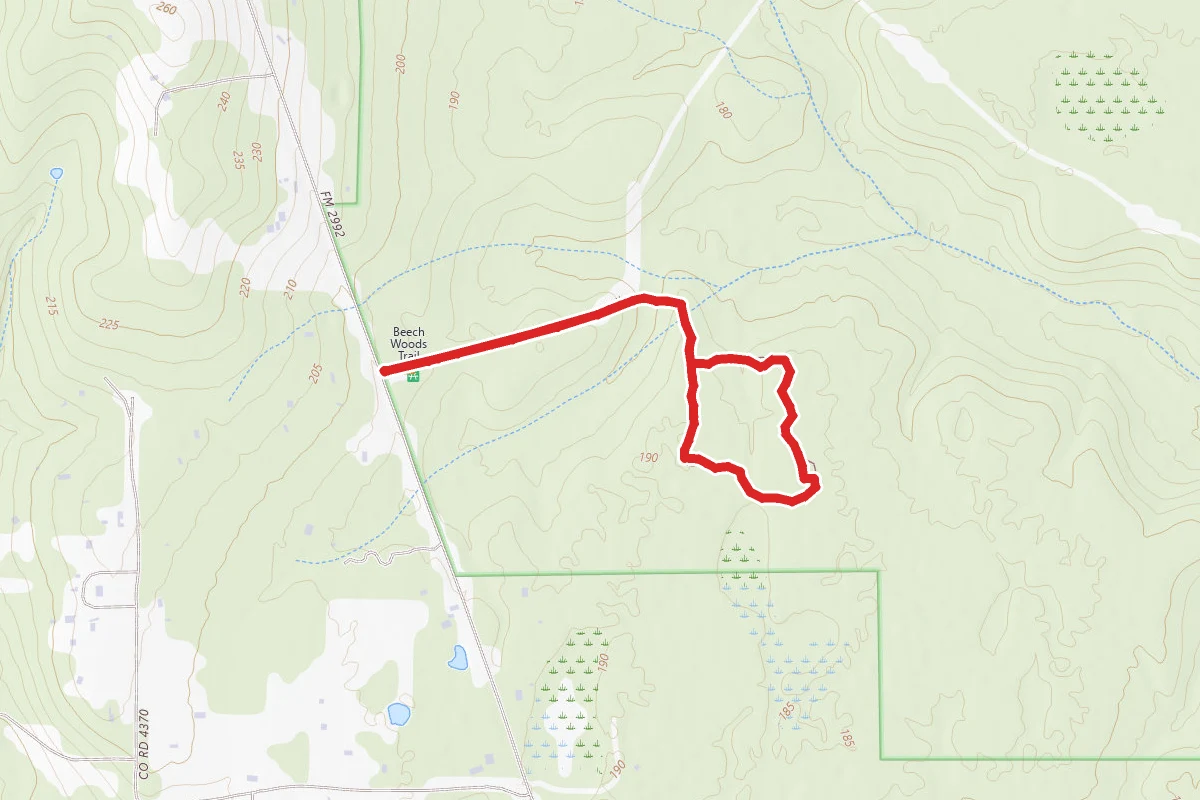 Big Thicket - Beech Woods Trail
