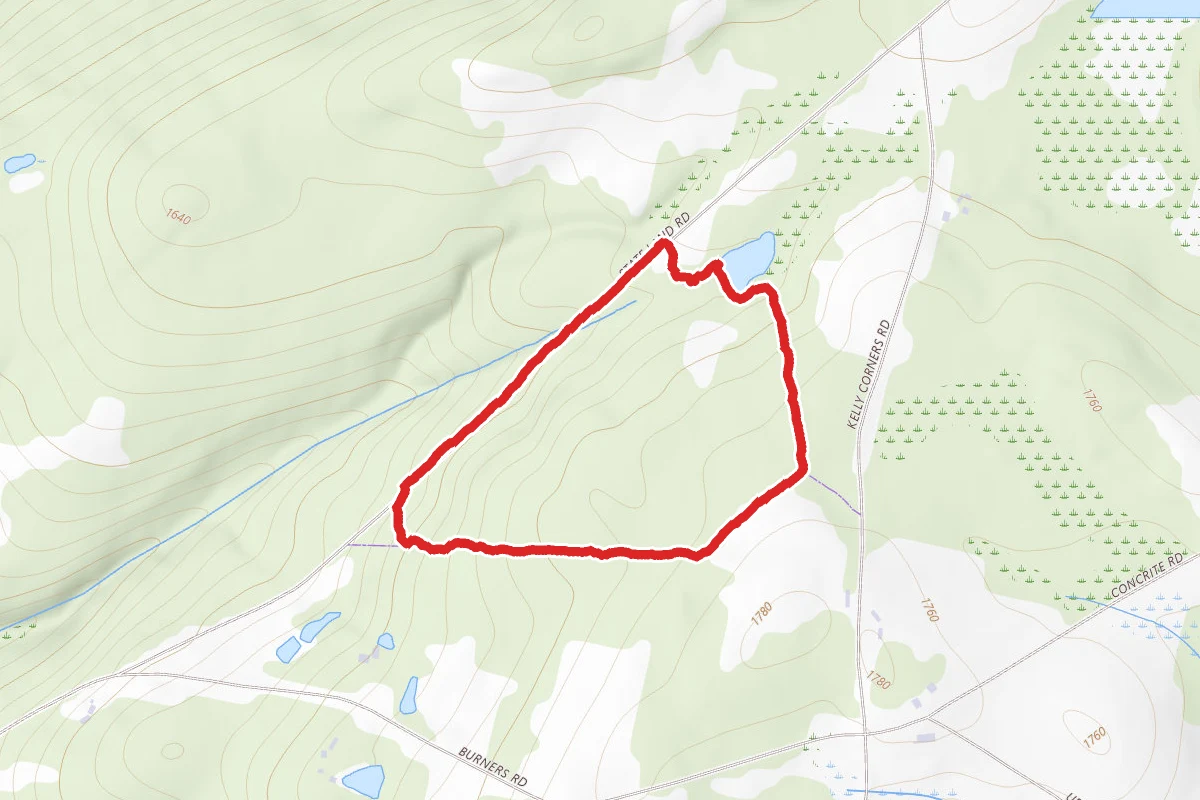 Milford Forest Pond Loop