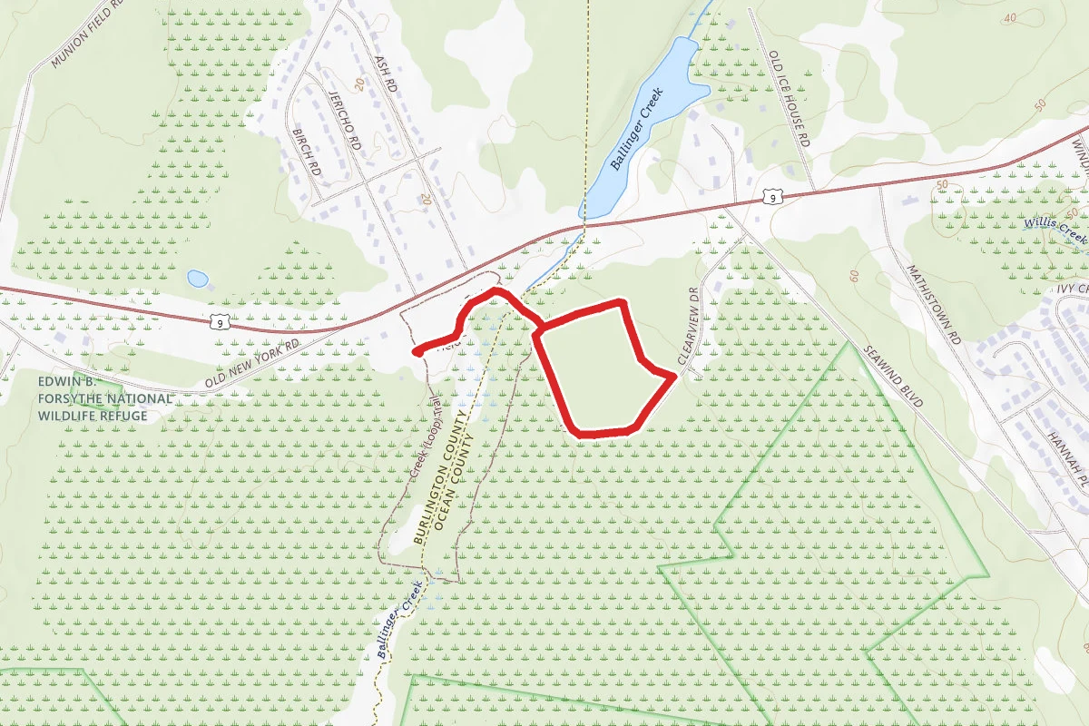 Forest Trail