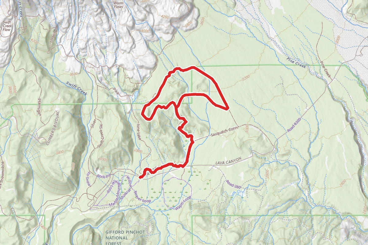 Pine Marten, National Forest Road and Sasquatch Trail