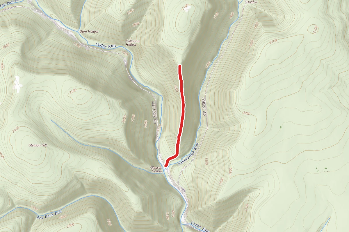 Birch Trail