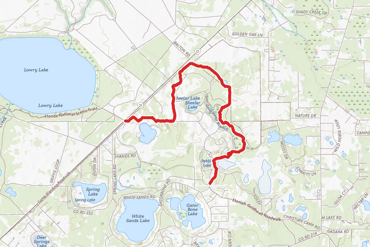 Florida Trail-Loblolly
