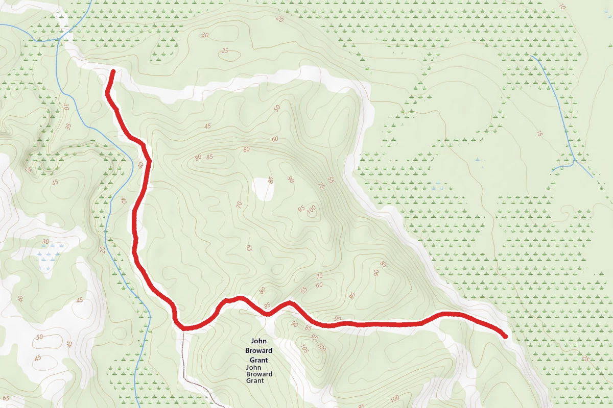 Sand Pine Scrub
