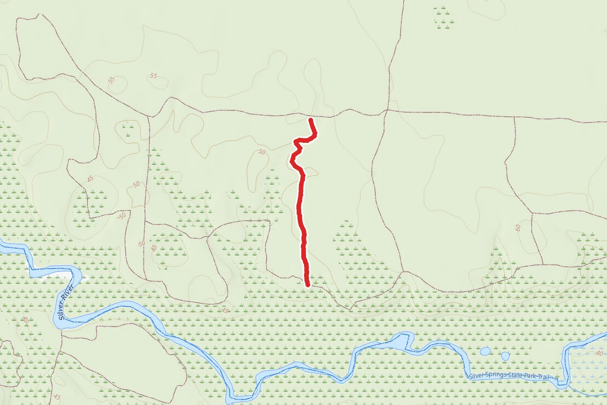 Yellow Trail