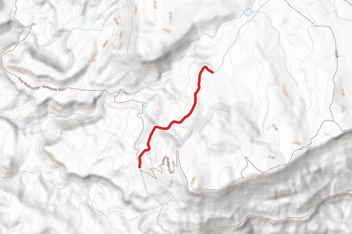 Lion's Loop