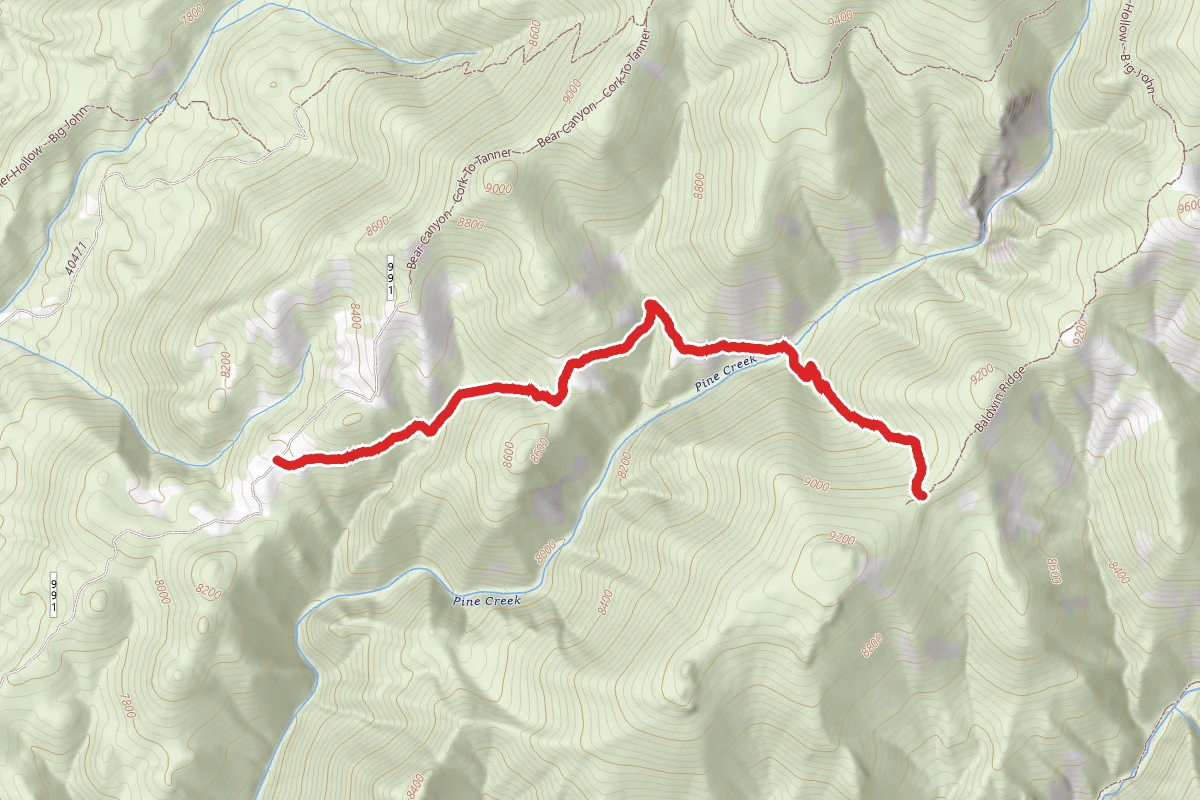Cork Ridge - Pine
