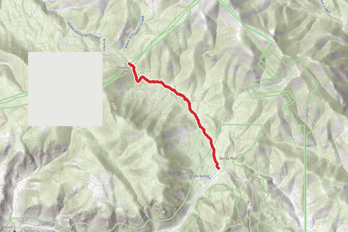 Whitetail Trail