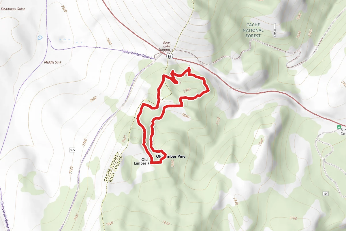Limber Pine Trail