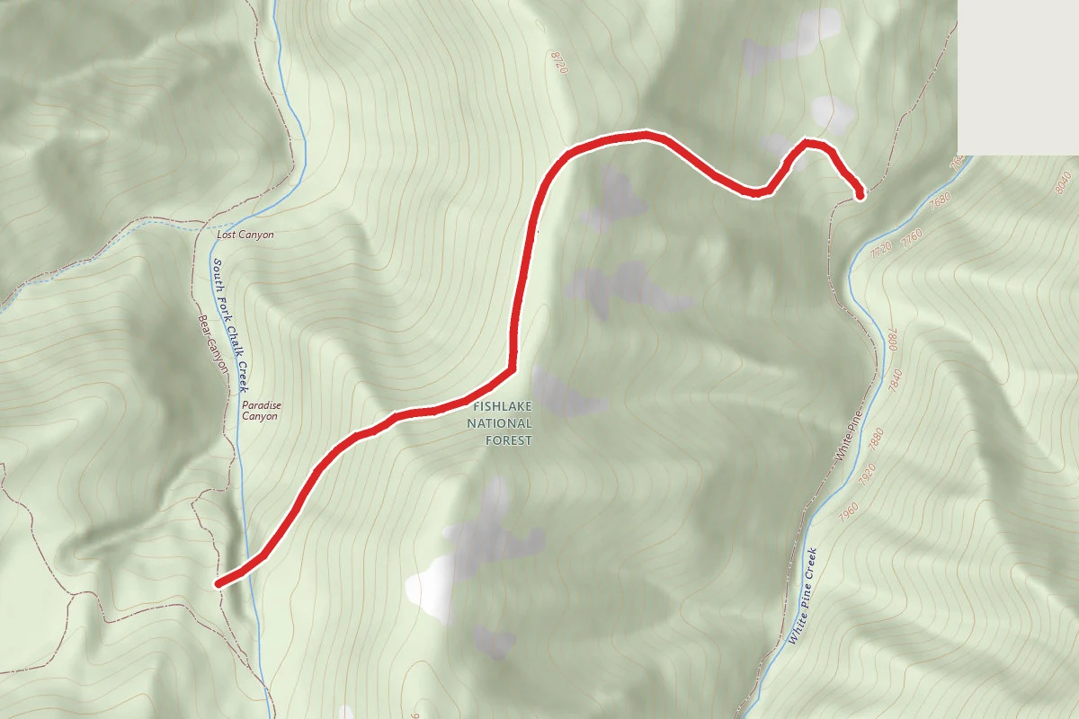 White Pine - Bear Canyon