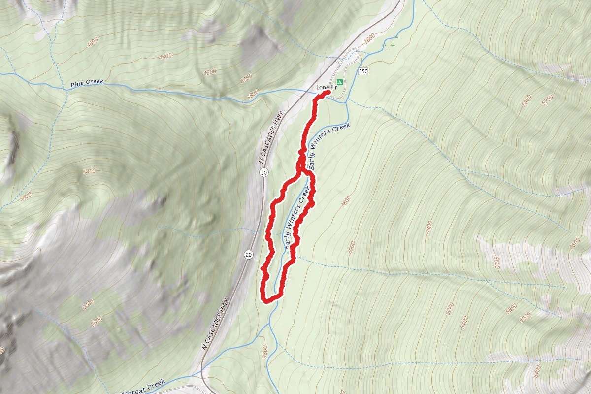 Lone Fir Interp
