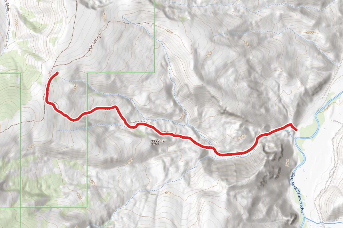 Joe Jump Basin