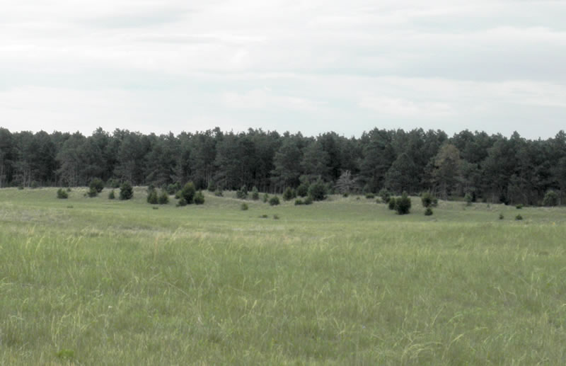 Samuel R. McKelvie National Forest